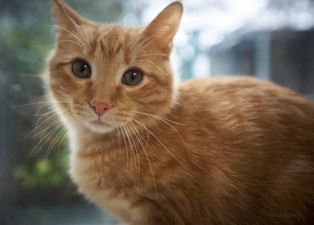 20121122_Thanksgiving0052