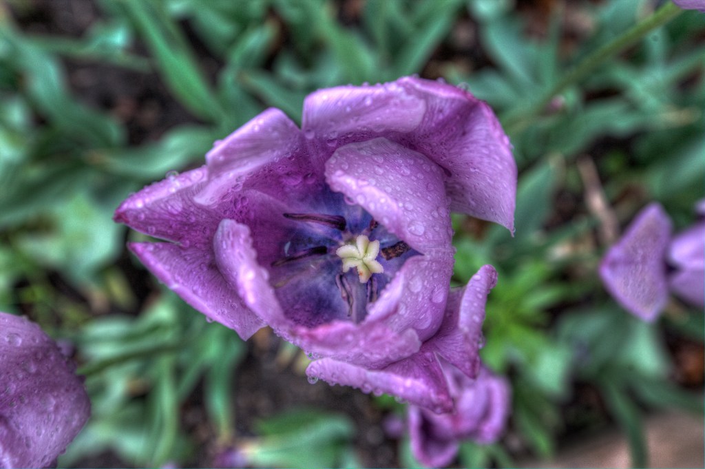 a very wet&nbsp;tulip