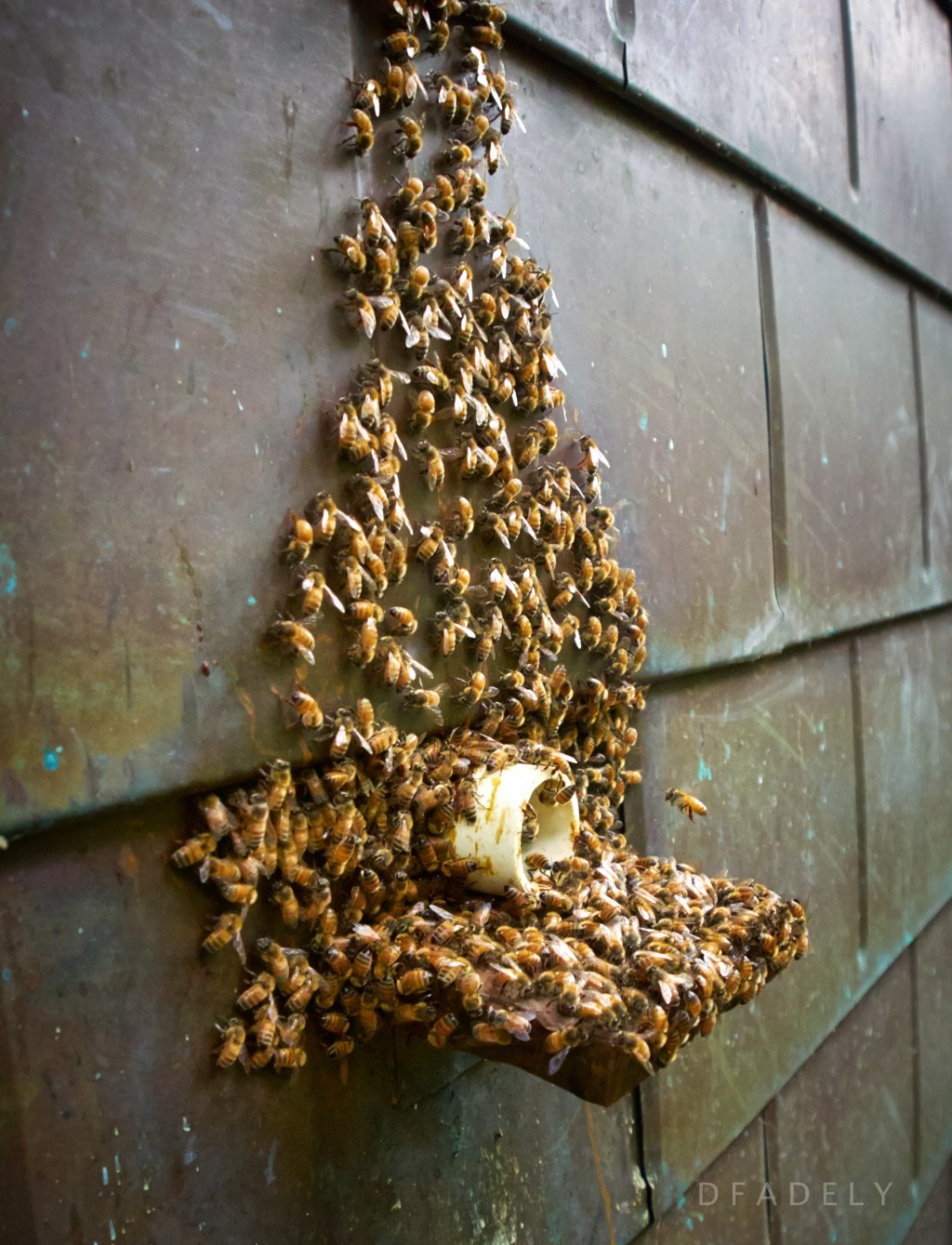 i love honey and the little bees who make&nbsp;it.