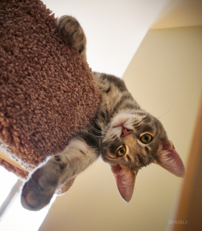 iverson and watson II