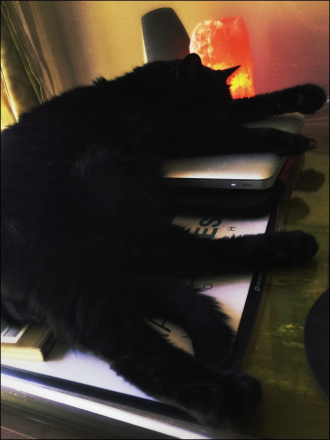 Lizzy is an octopus.