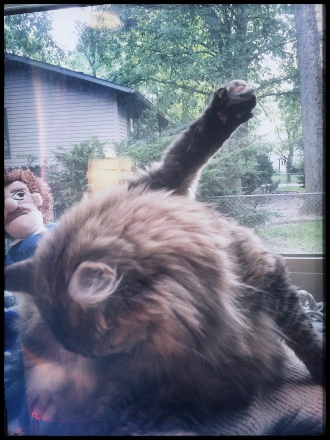 Pixel holding up her little white toe. 