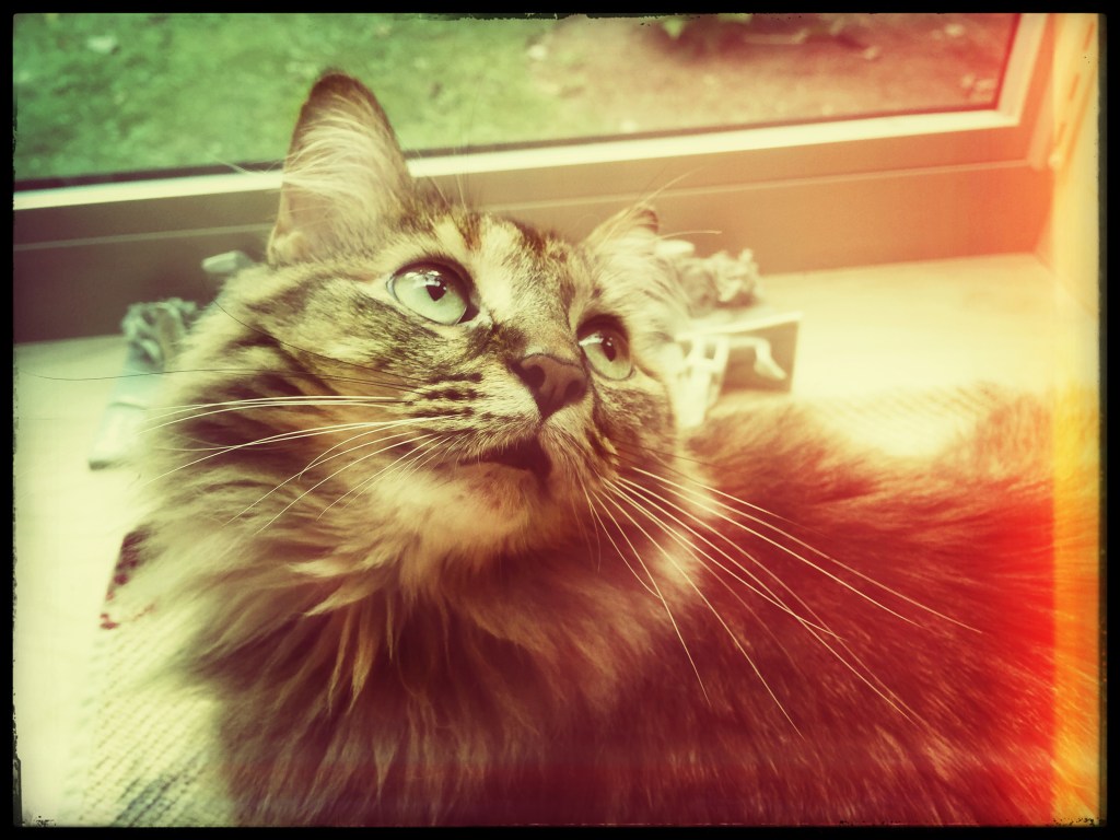 Eyes In The&nbsp;Window