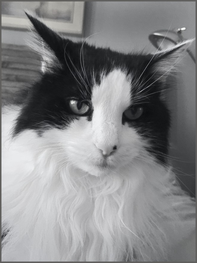 Sweet Felix. Interesting cat.